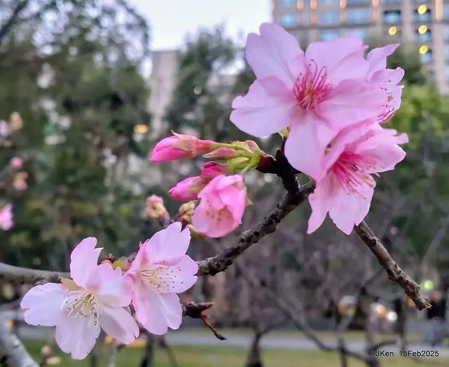 2025 雙北平地賞櫻系列第七拍---國父紀念館八重櫻與山櫻花(Prunus campanulata Maxim and Taiwan Cherry at Dr. Sun Yat-Sen Memorial Hall，by SJKen,  Feb  15, 2025)