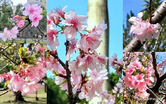 2025 雙北平地賞櫻系列第七拍---國父紀念館八重櫻與山櫻花(Prunus campanulata Maxim and Taiwan Cherry at Dr. Sun Yat-Sen Memorial Hall，by SJKen,  Feb  15, 2025)