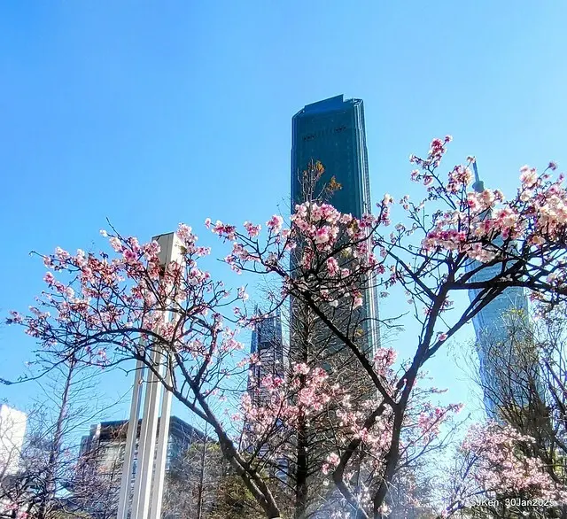 「華新麗華花旗銀行大樓」周邊櫻花林 (Cherry blossoms around the Walsin Xinyi Building), Taipei, Taiwan, SJKen , Jan 30, 2025