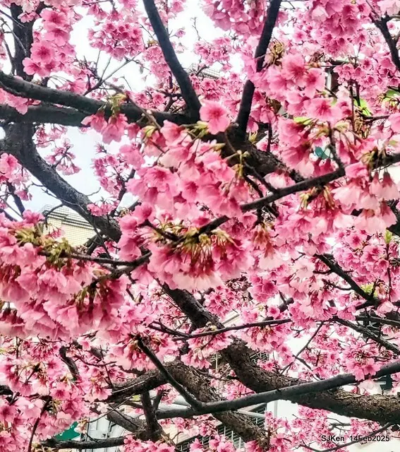 2025 雙北平地賞櫻系列第五拍 --- 北醫附設醫院櫻花(Cherryblossoms at Taipei Medical University Hospital), Taipei, Taiwan, SJKen, Feb 14, 2024.