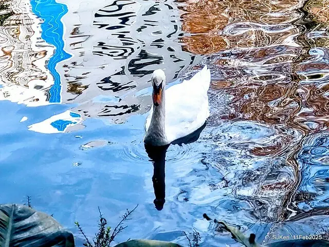 台北榮總忘憂湖水鳥與游魚(Waterbirds and fish at the lake of Taipei Veterans General Hospital)，Taipie, Taiwan, SJKen, Feb 11, 2025.