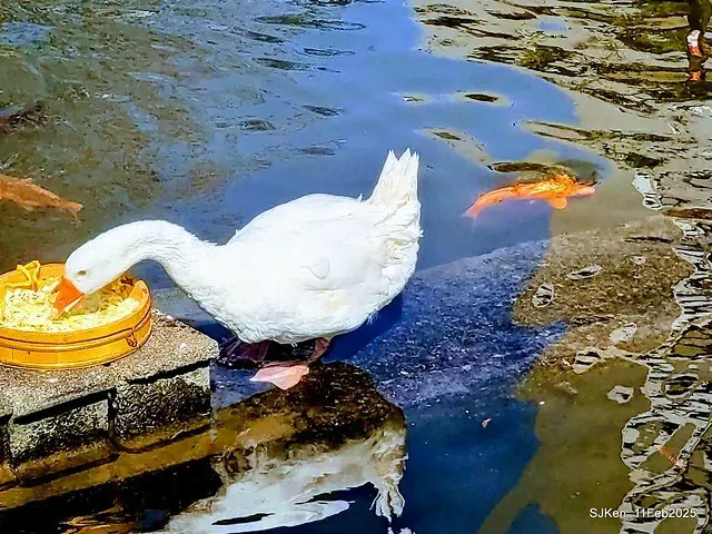 台北榮總忘憂湖水鳥與游魚(Waterbirds and fish at the lake of Taipei Veterans General Hospital)，Taipie, Taiwan, SJKen, Feb 11, 2025.