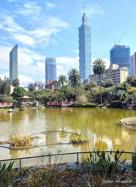2025 雙北平地賞櫻系列第七拍---國父紀念館八重櫻與山櫻花(Prunus campanulata Maxim and Taiwan Cherry at Dr. Sun Yat-Sen Memorial Hall，by SJKen,  Feb  15, 2025)
