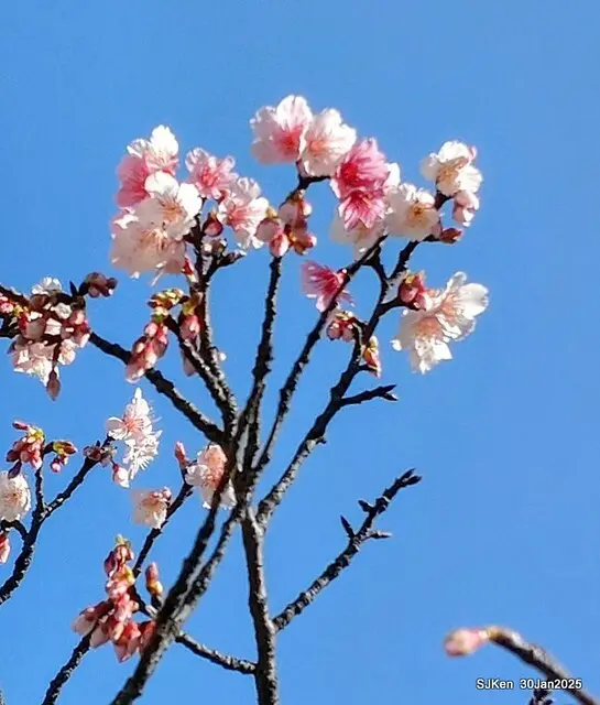 「華新麗華花旗銀行大樓」周邊櫻花林 (Cherry blossoms around the Walsin Xinyi Building), Taipei, Taiwan, SJKen , Jan 30, 2025