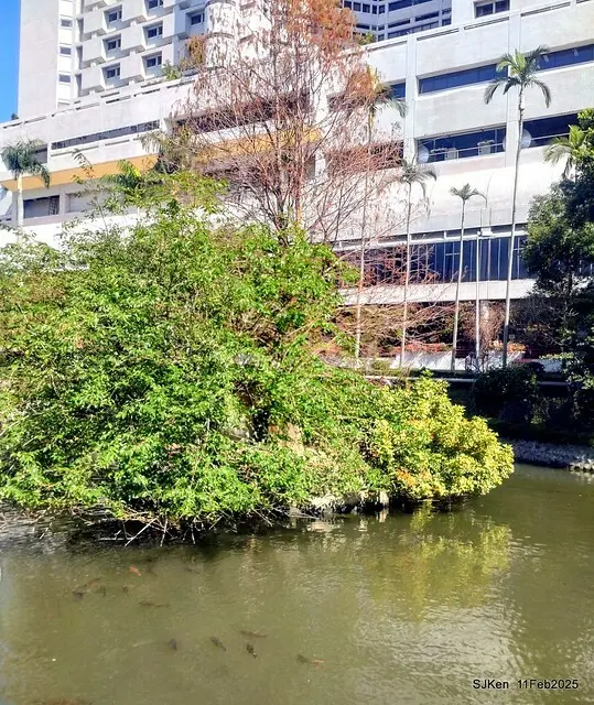 台北榮總忘憂湖水鳥與游魚(Waterbirds and fish at the lake of Taipei Veterans General Hospital)，Taipie, Taiwan, SJKen, Feb 11, 2025.