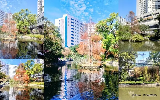 台北榮總忘憂湖水鳥與游魚(Waterbirds and fish at the lake of Taipei Veterans General Hospital)，Taipie, Taiwan, SJKen, Feb 11, 2025.