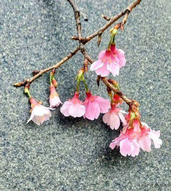 中國銀行台北分行左側櫻花林(Cherry Blossom at Taipei bank branck, China Bank, Taipei, Taiwan, SJKen , Jan 27, 2025