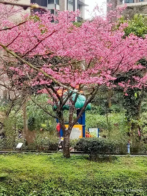 2025雙北平地賞櫻第四拍( --- 汐止文化櫻花季康誥溪櫻花大道(Cherry Blossoms at the creekside of Kangau creek), Hsingi district, Hsinpei city, SJKen, Jan 31, 2025.