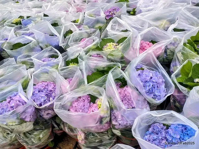 2025台北大安森林公園繡球花展(Hydrangeas exhibition at Da-An forest park), Taipei,  Taiwan, SJKen, Feb 20, 2025.