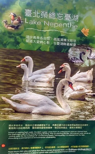 台北榮總忘憂湖水鳥與游魚(Waterbirds and fish at the lake of Taipei Veterans General Hospital)，Taipie, Taiwan, SJKen, Feb 11, 2025.
