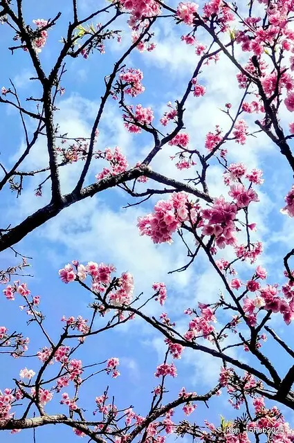 (2025 雙北平地賞櫻系列第六拍)「台北市政府北大門旁賞櫻」(Cherry Blossoms at north door of Taipei City Hall , Feb 15, 2025.