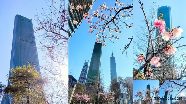 「華新麗華花旗銀行大樓」周邊櫻花林 (Cherry blossoms around the Walsin Xinyi Building), Taipei, Taiwan, SJKen , Jan 30, 2025