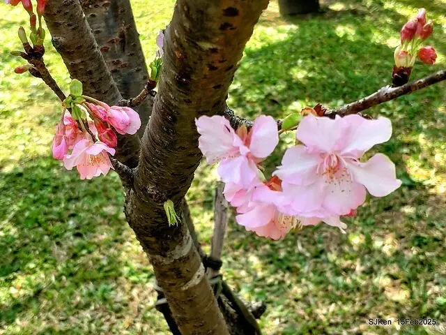 2025 雙北平地賞櫻系列第七拍---國父紀念館八重櫻與山櫻花(Prunus campanulata Maxim and Taiwan Cherry at Dr. Sun Yat-Sen Memorial Hall，by SJKen,  Feb  15, 2025)