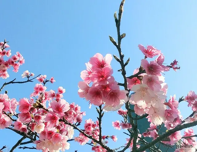 「華新麗華花旗銀行大樓」周邊櫻花林 (Cherry blossoms around the Walsin Xinyi Building), Taipei, Taiwan, SJKen , Jan 30, 2025
