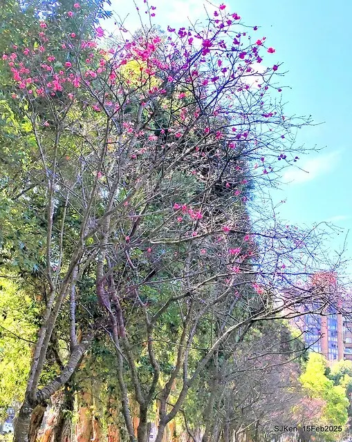 2025 雙北平地賞櫻系列第七拍---國父紀念館八重櫻與山櫻花(Prunus campanulata Maxim and Taiwan Cherry at Dr. Sun Yat-Sen Memorial Hall，by SJKen,  Feb  15, 2025)
