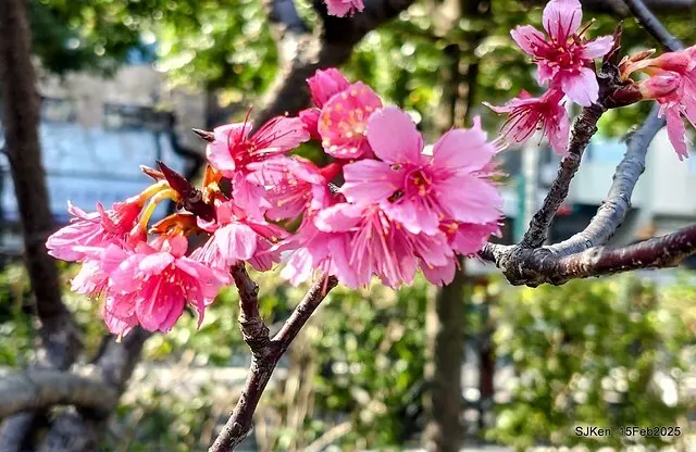 2025 雙北平地賞櫻系列第七拍---國父紀念館八重櫻與山櫻花(Prunus campanulata Maxim and Taiwan Cherry at Dr. Sun Yat-Sen Memorial Hall，by SJKen,  Feb  15, 2025)