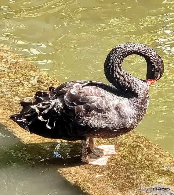 台北榮總忘憂湖水鳥與游魚(Waterbirds and fish at the lake of Taipei Veterans General Hospital)，Taipie, Taiwan, SJKen, Feb 11, 2025.