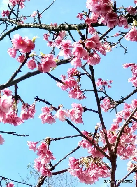 (2025 雙北平地賞櫻系列第六拍)「台北市政府北大門旁賞櫻」(Cherry Blossoms at north door of Taipei City Hall , Feb 15, 2025.