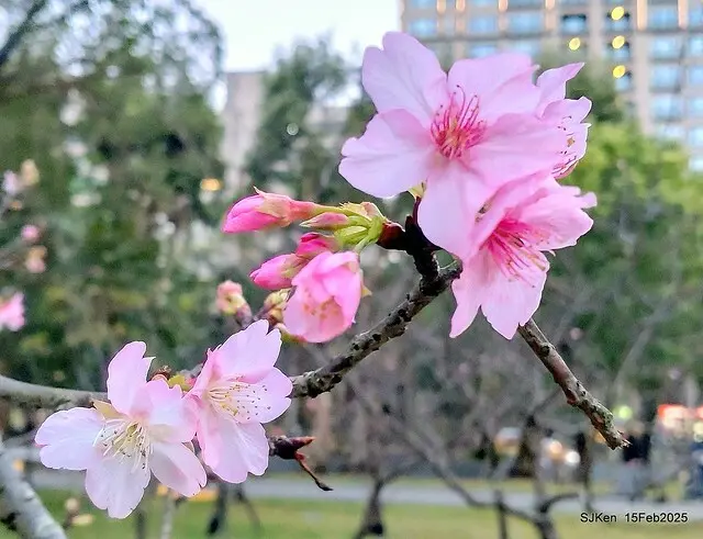 2025 雙北平地賞櫻系列第七拍---國父紀念館八重櫻與山櫻花(Prunus campanulata Maxim and Taiwan Cherry at Dr. Sun Yat-Sen Memorial Hall，by SJKen,  Feb  15, 2025)