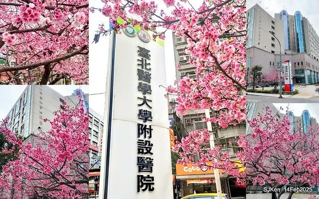 2025 雙北平地賞櫻系列第五拍 --- 北醫附設醫院櫻花(Cherryblossoms at Taipei Medical University Hospital), Taipei, Taiwan, SJKen, Feb 14, 2024.