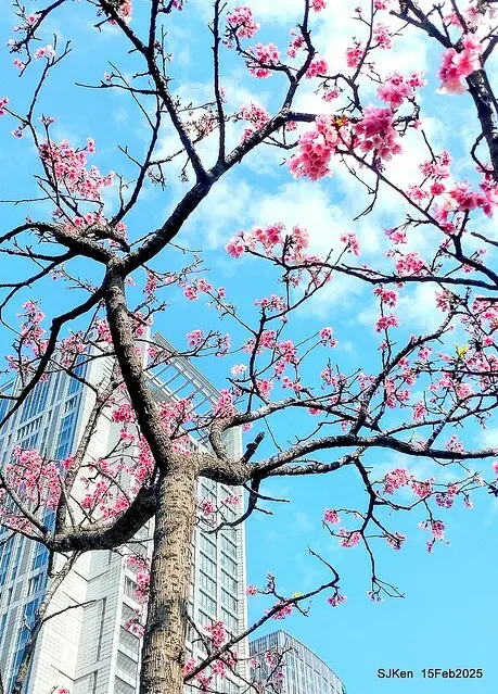 (2025 雙北平地賞櫻系列第六拍)「台北市政府北大門旁賞櫻」(Cherry Blossoms at north door of Taipei City Hall , Feb 15, 2025.