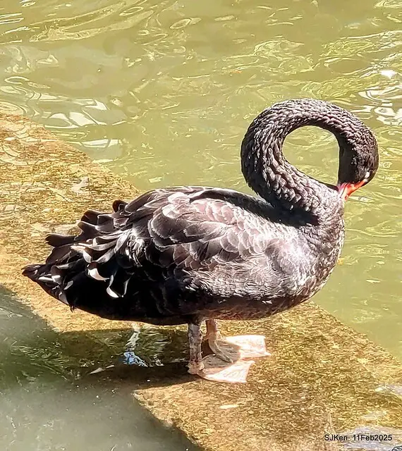 台北榮總忘憂湖水鳥與游魚(Waterbirds and fish at the lake of Taipei Veterans General Hospital)，Taipie, Taiwan, SJKen, Feb 11, 2025.