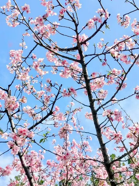 2025 雙北平地賞櫻系列第七拍---國父紀念館八重櫻與山櫻花(Prunus campanulata Maxim and Taiwan Cherry at Dr. Sun Yat-Sen Memorial Hall，by SJKen,  Feb  15, 2025)