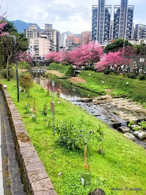 2025雙北平地賞櫻第四拍( --- 汐止文化櫻花季康誥溪櫻花大道(Cherry Blossoms at the creekside of Kangau creek), Hsingi district, Hsinpei city, SJKen, Jan 31, 2025.