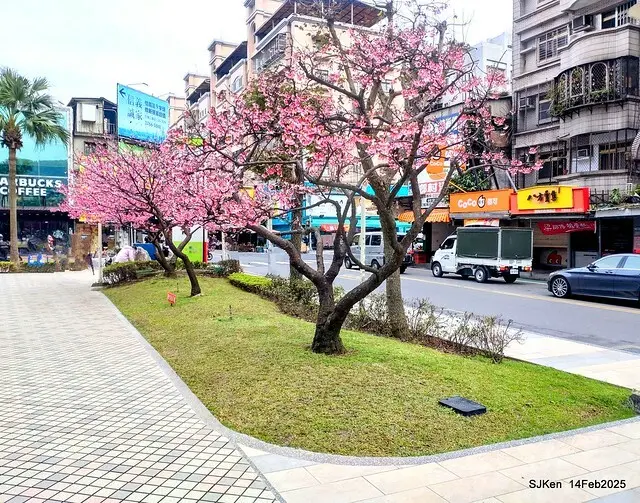 2025 雙北平地賞櫻系列第五拍 --- 北醫附設醫院櫻花(Cherryblossoms at Taipei Medical University Hospital), Taipei, Taiwan, SJKen, Feb 14, 2024.