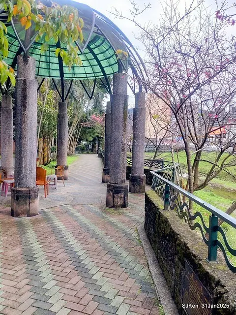 2025雙北平地賞櫻第四拍( --- 汐止文化櫻花季康誥溪櫻花大道(Cherry Blossoms at the creekside of Kangau creek), Hsingi district, Hsinpei city, SJKen, Jan 31, 2025.
