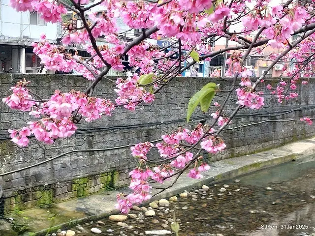 2025雙北平地賞櫻第四拍( --- 汐止文化櫻花季康誥溪櫻花大道(Cherry Blossoms at the creekside of Kangau creek), Hsingi district, Hsinpei city, SJKen, Jan 31, 2025.