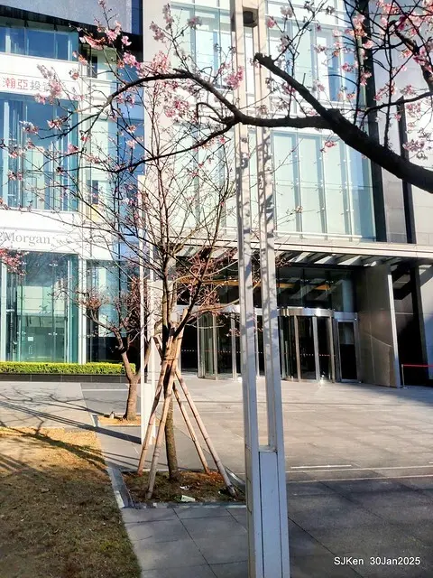 「華新麗華花旗銀行大樓」周邊櫻花林 (Cherry blossoms around the Walsin Xinyi Building), Taipei, Taiwan, SJKen , Jan 30, 2025