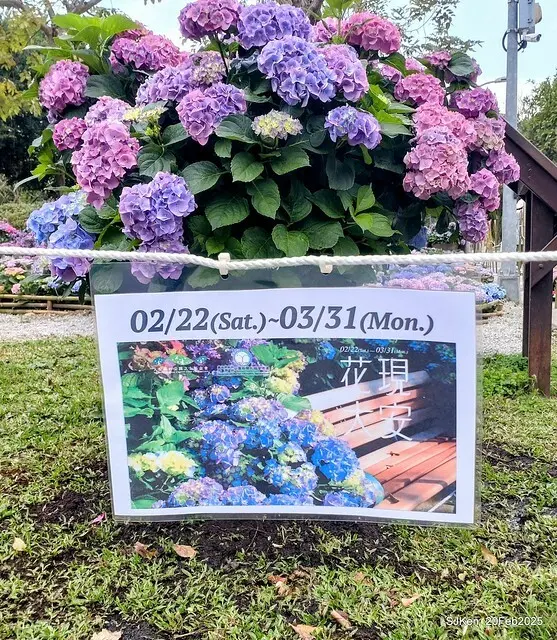 2025台北大安森林公園繡球花展(Hydrangeas exhibition at Da-An forest park), Taipei,  Taiwan, SJKen, Feb 20, 2025.