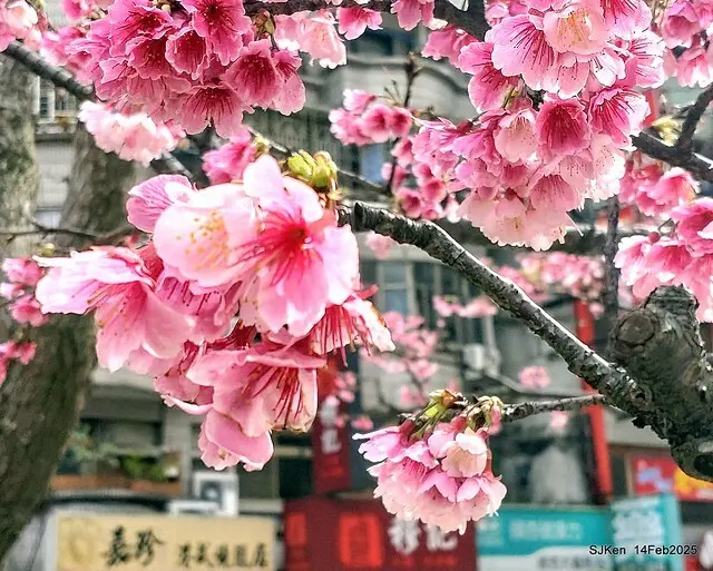 2025 雙北平地賞櫻系列第五拍 --- 北醫附設醫院櫻花(Cherryblossoms at Taipei Medical University Hospital), Taipei, Taiwan, SJKen, Feb 14, 2024.