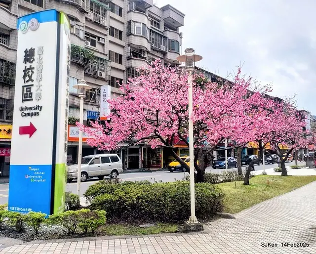 2025 雙北平地賞櫻系列第五拍 --- 北醫附設醫院櫻花(Cherryblossoms at Taipei Medical University Hospital), Taipei, Taiwan, SJKen, Feb 14, 2024.