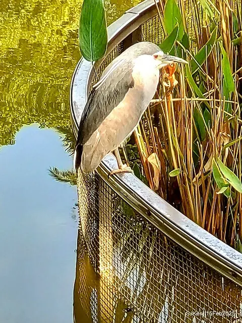 2025 雙北平地賞櫻系列第七拍---國父紀念館八重櫻與山櫻花(Prunus campanulata Maxim and Taiwan Cherry at Dr. Sun Yat-Sen Memorial Hall，by SJKen,  Feb  15, 2025)