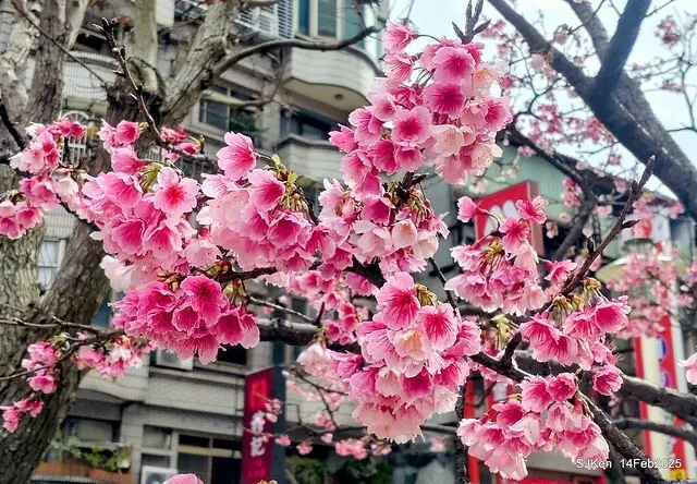 2025 雙北平地賞櫻系列第五拍 --- 北醫附設醫院櫻花(Cherryblossoms at Taipei Medical University Hospital), Taipei, Taiwan, SJKen, Feb 14, 2024.