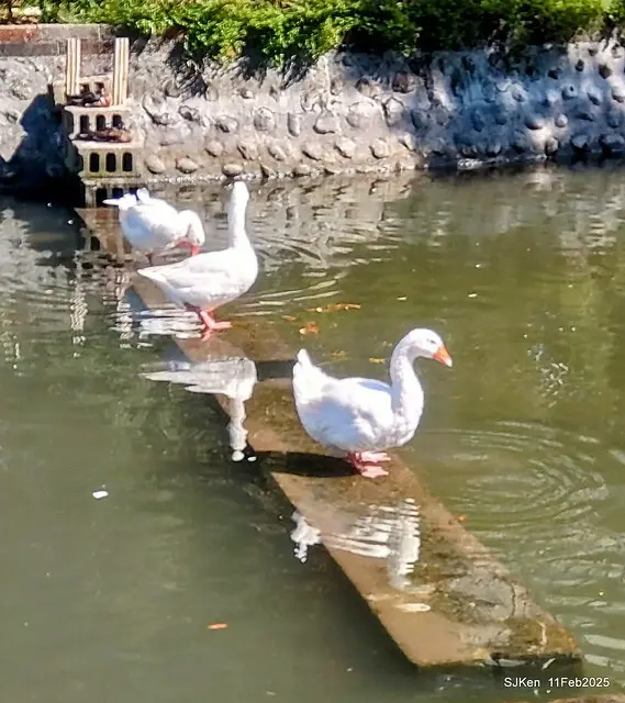台北榮總忘憂湖水鳥與游魚(Waterbirds and fish at the lake of Taipei Veterans General Hospital)，Taipie, Taiwan, SJKen, Feb 11, 2025.
