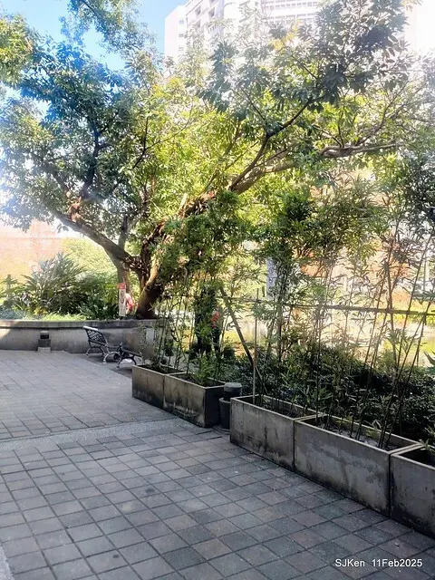 台北榮總忘憂湖水鳥與游魚(Waterbirds and fish at the lake of Taipei Veterans General Hospital)，Taipie, Taiwan, SJKen, Feb 11, 2025.