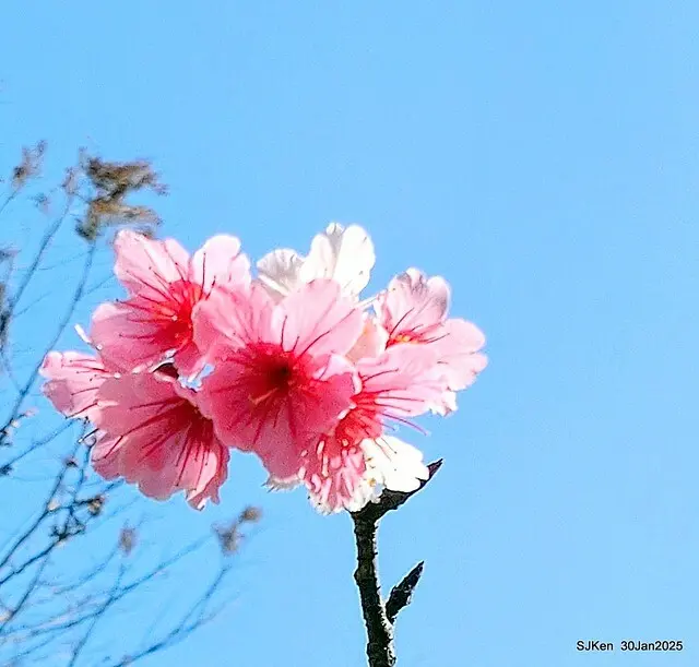 「華新麗華花旗銀行大樓」周邊櫻花林 (Cherry blossoms around the Walsin Xinyi Building), Taipei, Taiwan, SJKen , Jan 30, 2025