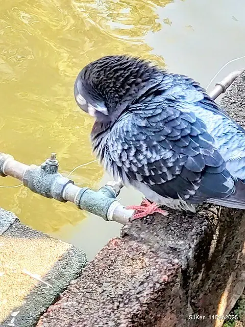 台北榮總忘憂湖水鳥與游魚(Waterbirds and fish at the lake of Taipei Veterans General Hospital)，Taipie, Taiwan, SJKen, Feb 11, 2025.