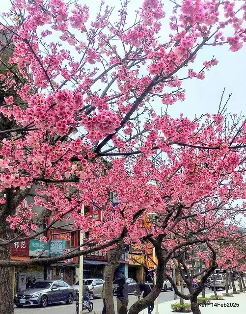 2025 雙北平地賞櫻系列第五拍 --- 北醫附設醫院櫻花(Cherryblossoms at Taipei Medical University Hospital), Taipei, Taiwan, SJKen, Feb 14, 2024.