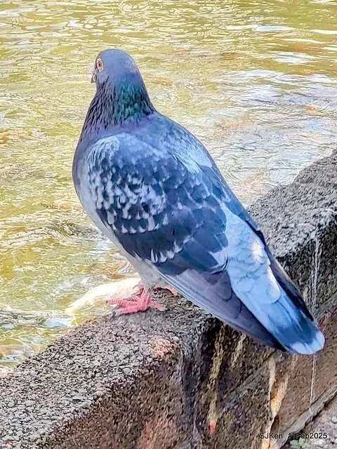 台北榮總忘憂湖水鳥與游魚(Waterbirds and fish at the lake of Taipei Veterans General Hospital)，Taipie, Taiwan, SJKen, Feb 11, 2025.