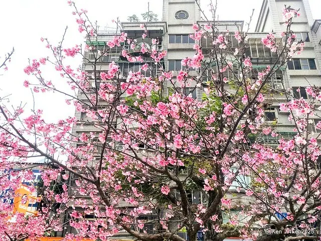 2025 雙北平地賞櫻系列第五拍 --- 北醫附設醫院櫻花(Cherryblossoms at Taipei Medical University Hospital), Taipei, Taiwan, SJKen, Feb 14, 2024.