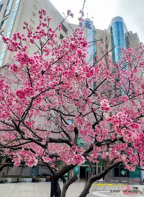 2025 雙北平地賞櫻系列第五拍 --- 北醫附設醫院櫻花(Cherryblossoms at Taipei Medical University Hospital), Taipei, Taiwan, SJKen, Feb 14, 2024.