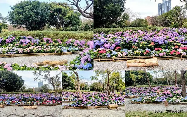 2025台北大安森林公園繡球花展(Hydrangeas exhibition at Da-An forest park), Taipei,  Taiwan, SJKen, Feb 20, 2025.