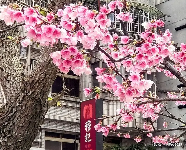 2025 雙北平地賞櫻系列第五拍 --- 北醫附設醫院櫻花(Cherryblossoms at Taipei Medical University Hospital), Taipei, Taiwan, SJKen, Feb 14, 2024.