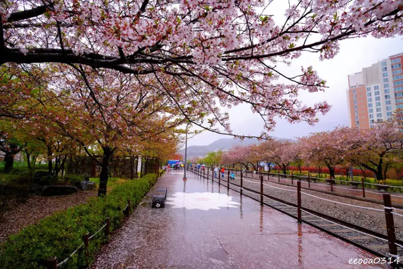 釜山賞櫻花行程「慶和火車站、余佐川羅曼史橋、帝皇山公園」，鎮