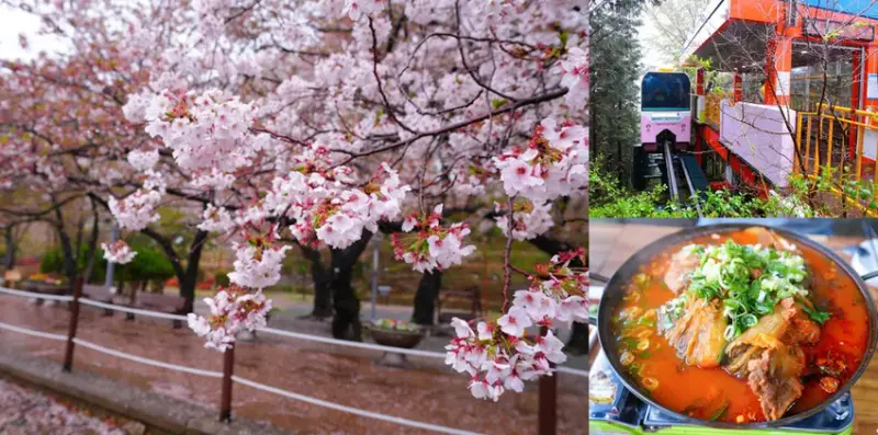 釜山賞櫻花行程「慶和火車站、余佐川羅曼史橋、帝皇山公園」，鎮