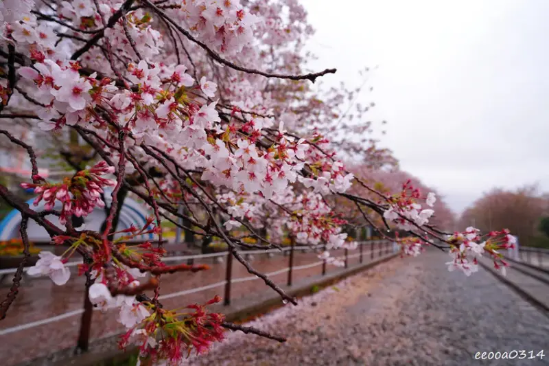 釜山賞櫻花行程「慶和火車站、余佐川羅曼史橋、帝皇山公園」，鎮